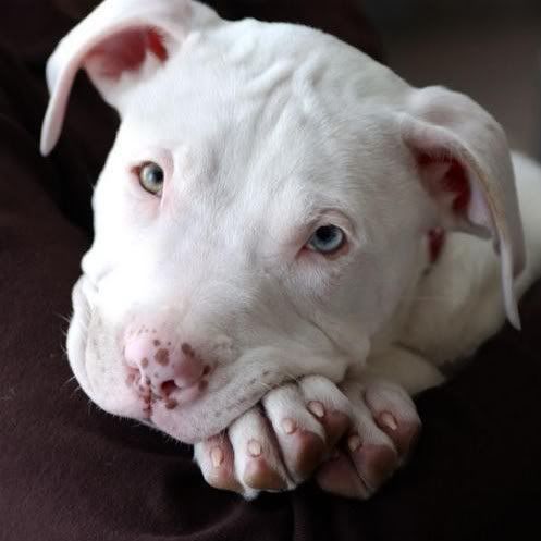 Pitbull Puppies on Pit Bull Puppies Graphics And Comments