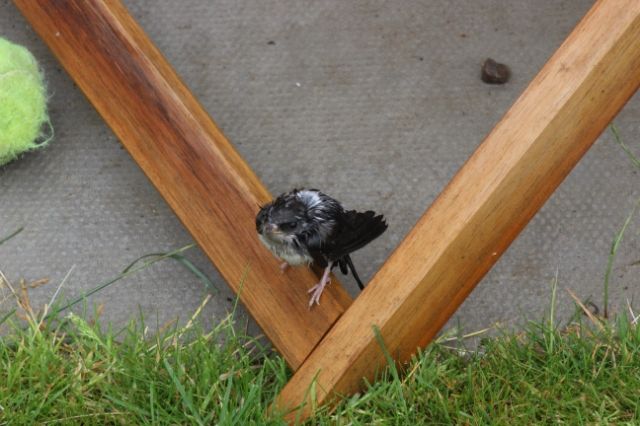 youngbird003_zps9150b757.jpg