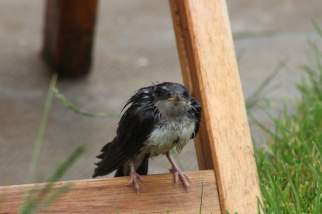 youngbird006_zpsf1487ecc.jpg