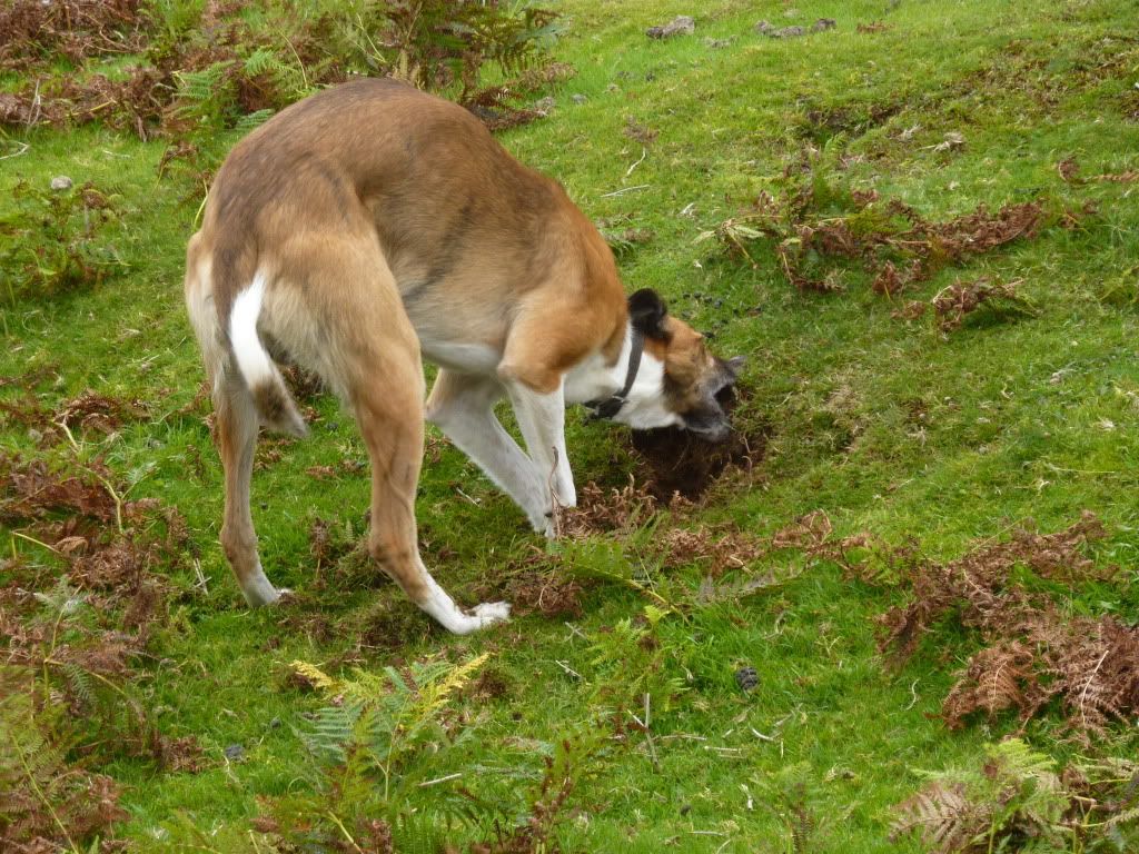 brynbuster2912009.jpg