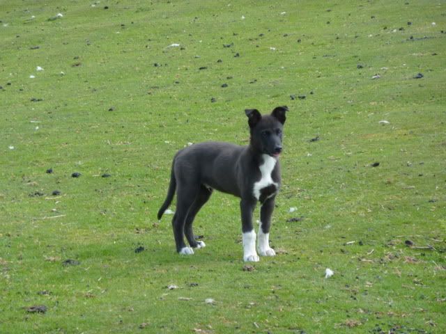 buster11wks6day002.jpg