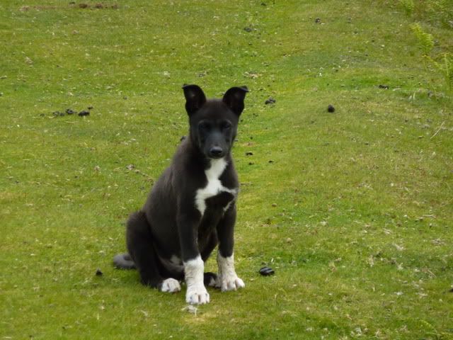 buster11wks6day069.jpg