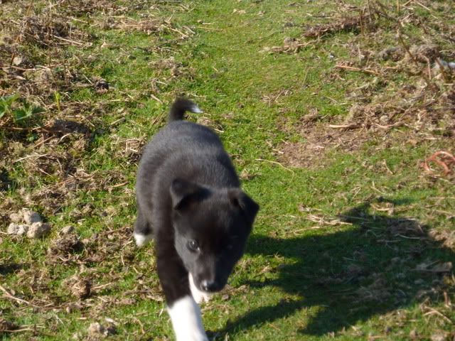 buster7weeks001.jpg