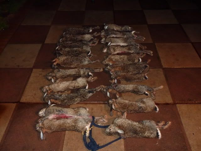 buster8months1wk10rabbits002.jpg
