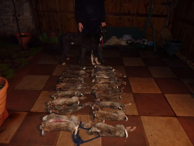 buster8months1wk10rabbits009.jpg