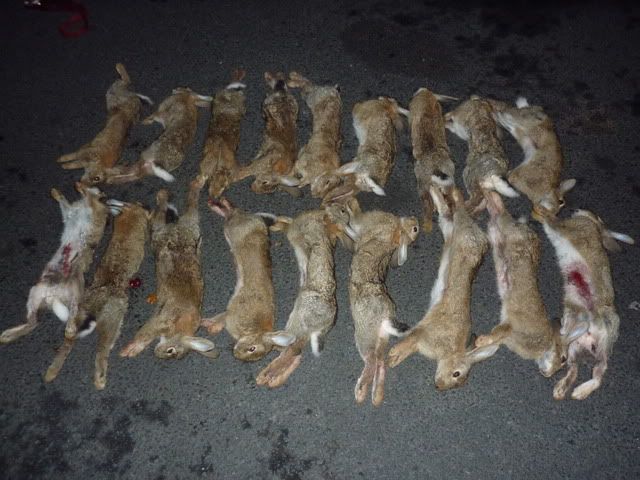 nightoutwithbirdwoodwalk002.jpg