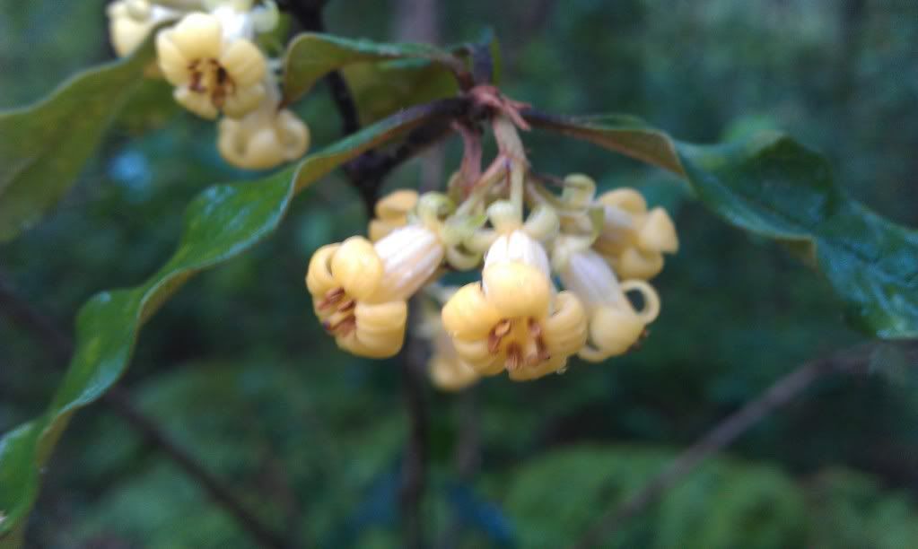 Orange Fruit Flower