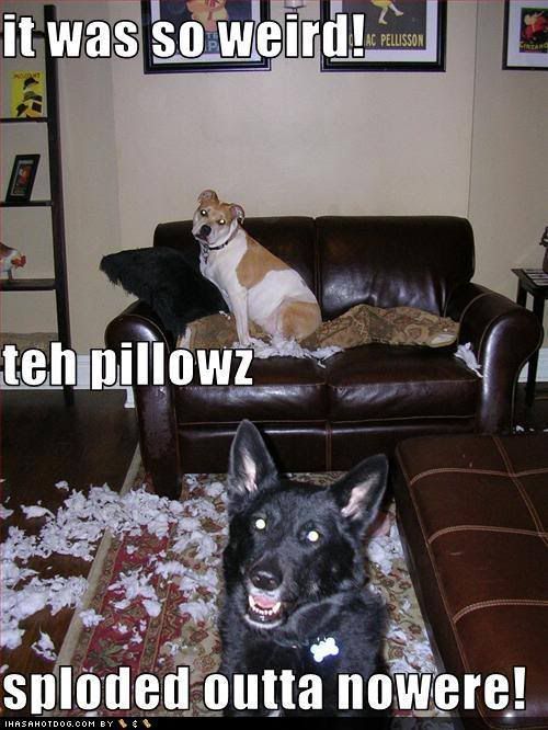 dog Mischief photo: Sploded funny-dog-pictures-mischief-dogs-te.jpg