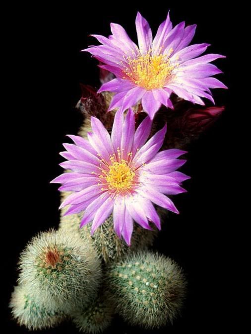 cactus flower photo: cactus4 cactusflower3.jpg