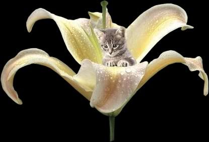 cat and flower photo: cat 011.jpg