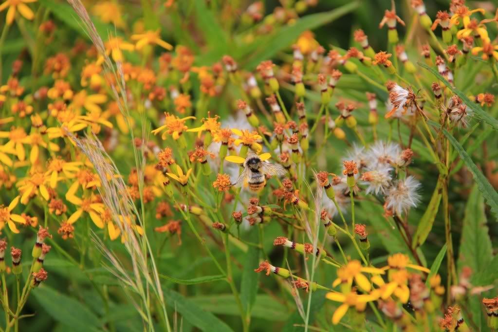 Canon-歡迎各位一起大樓慢慢蓋((生活隨意拍~不定時更新737||小老婆汽機車資訊網