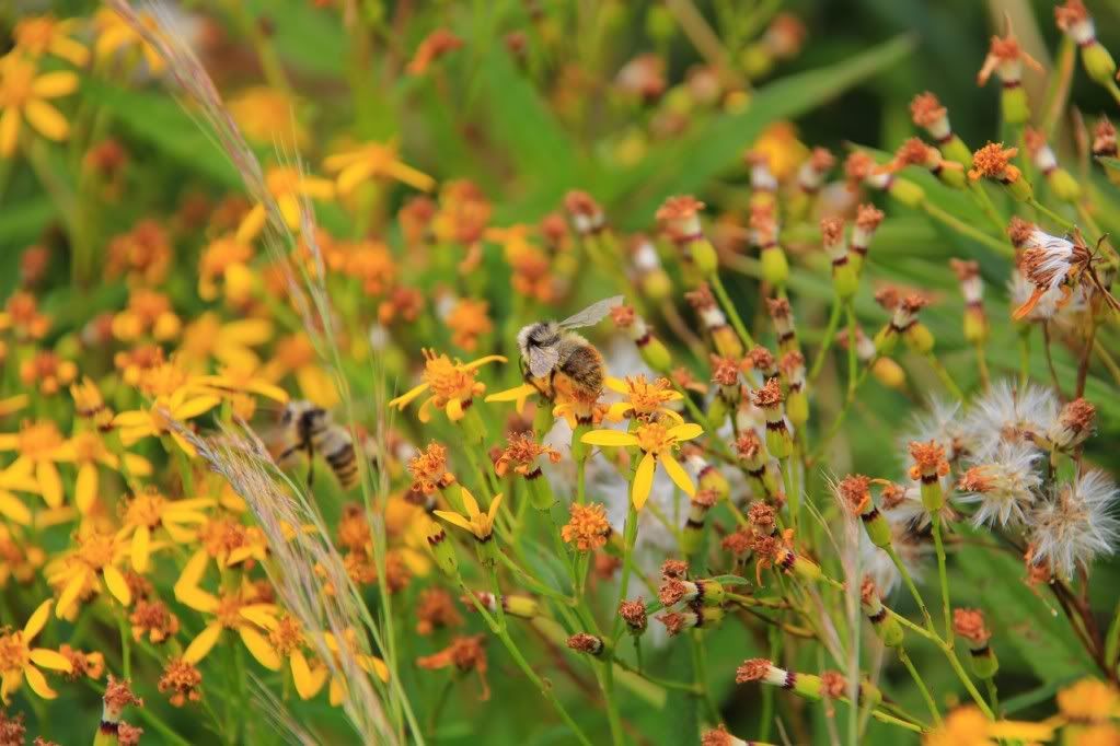 Canon-歡迎各位一起大樓慢慢蓋((生活隨意拍~不定時更新8450||小老婆汽機車資訊網