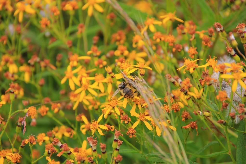 Canon-歡迎各位一起大樓慢慢蓋((生活隨意拍~不定時更新7807||小老婆汽機車資訊網