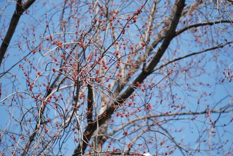 red buds plus