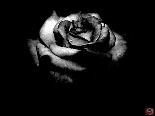 rose in the dark Pictures, Images and Photos