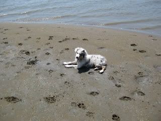 LottieBeach007.jpg