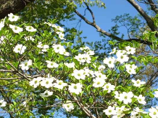 White+dogwood+tree+diseases