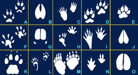 60 Second Challenge: Animal Tracks Quiz - By Calaveras